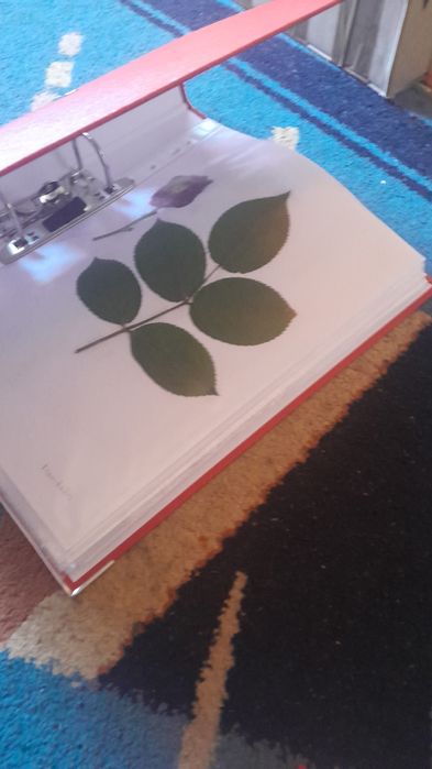IERBAR 15 de Plante
