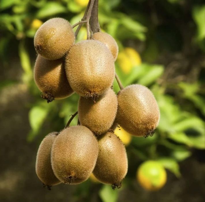 Kiwi la Ghiveci anul 5