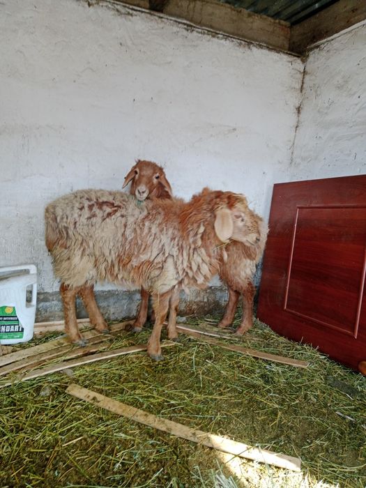 2-бас ұрғашы тоқтылар сатылады