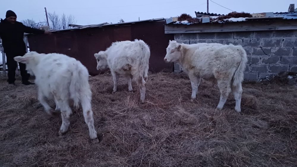 Сатылымда бұқашықтар 3 бас