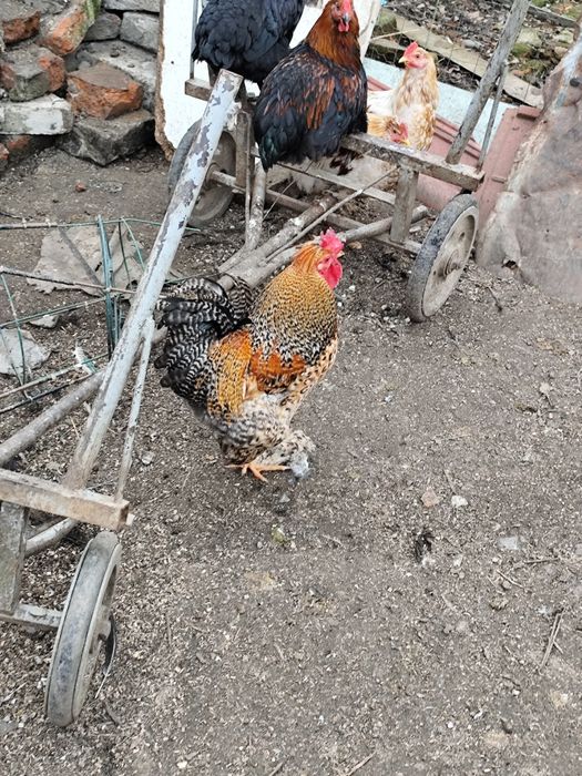 Vând rățoi și cocoși mari