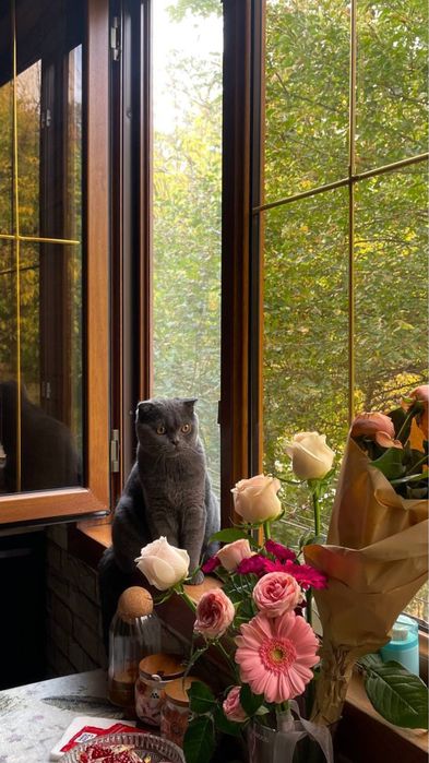 Mushuk birtaniske paroda