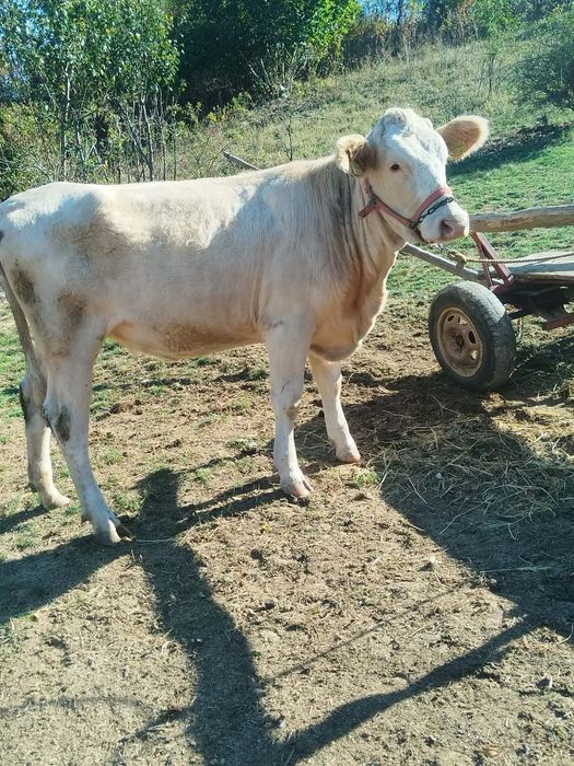 Junică de vânzare