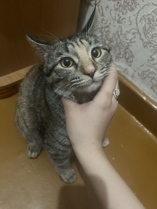 Пристраиваю кошек в добрые руки Бухара