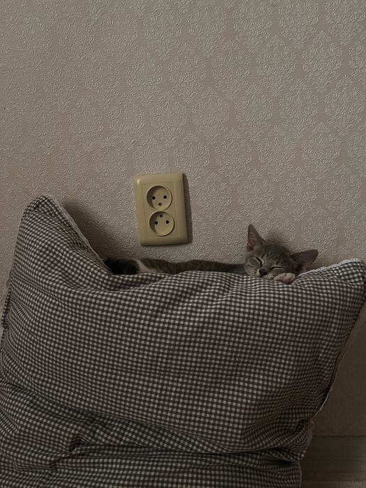 Отдам в добрые руки