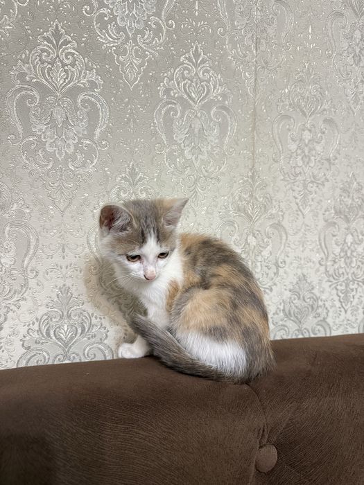 Кошка, отдам в хорошие руки