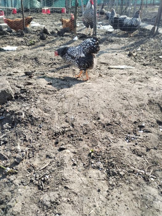 Wyandotte familie 6+1