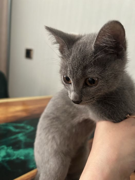 Отдам котенка в добрые руки