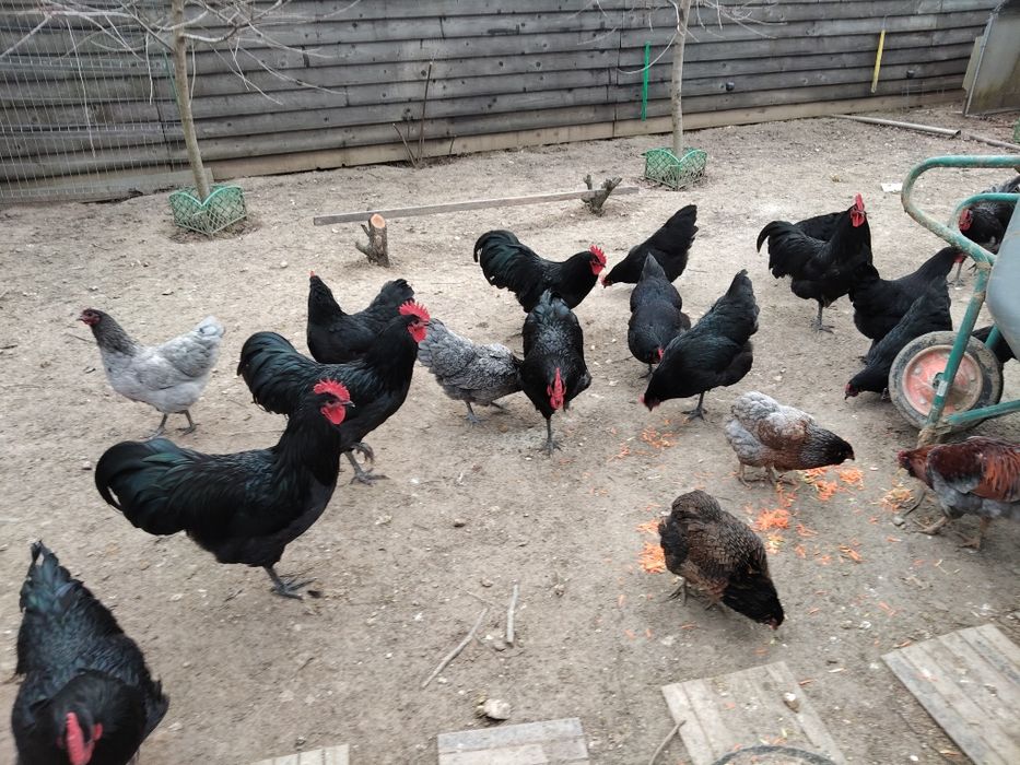 Vând 20 de pui australorp