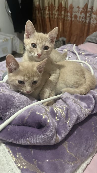 Отдам котят добрые руки