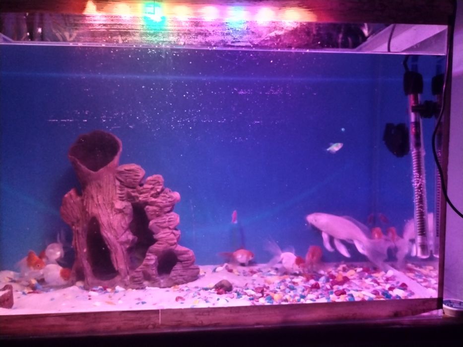 Baliqlar sotiladi akvarium vozdix suv isitgich tenti xammasiI 20 baliq