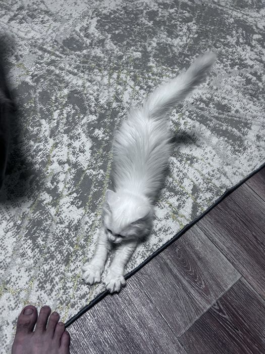 Котенок девочка нибелунг
