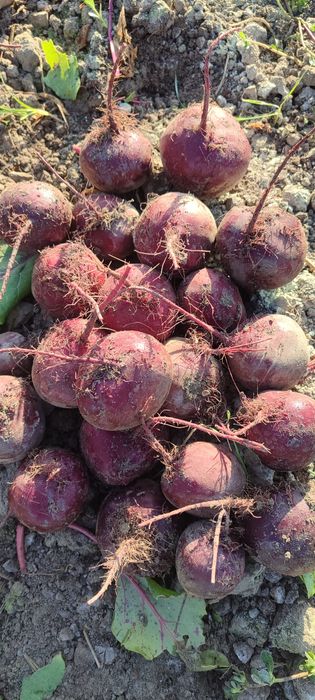 ҚИЗИЛЧА мақсулоди сотилди наманганда