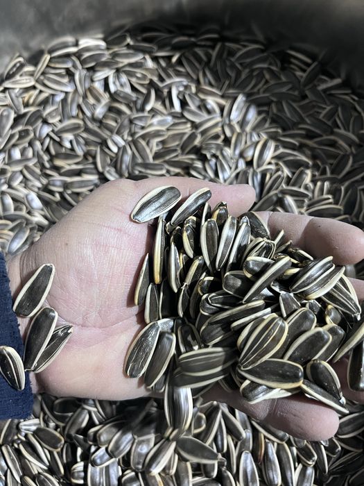 Semichka qogiriw xizmati