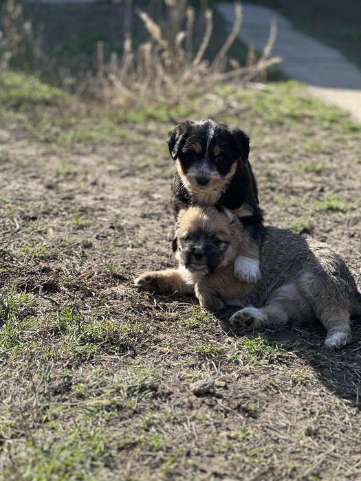 Пристраиваются шикарные щенки