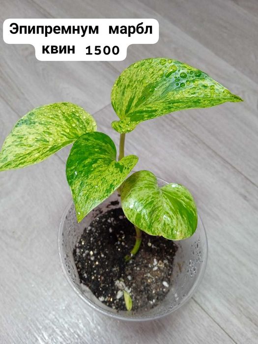 Продам эпипремнумы разногот вида