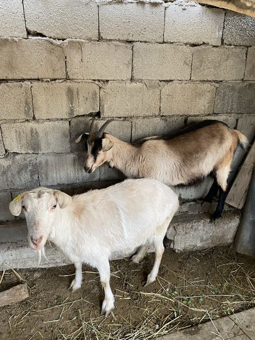 Парода ешкілер сатылады