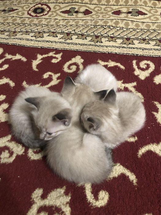 Котята породистые
