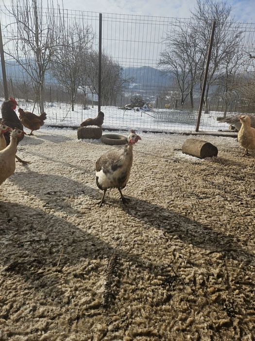 Vând sau schimb bibiloi tineri