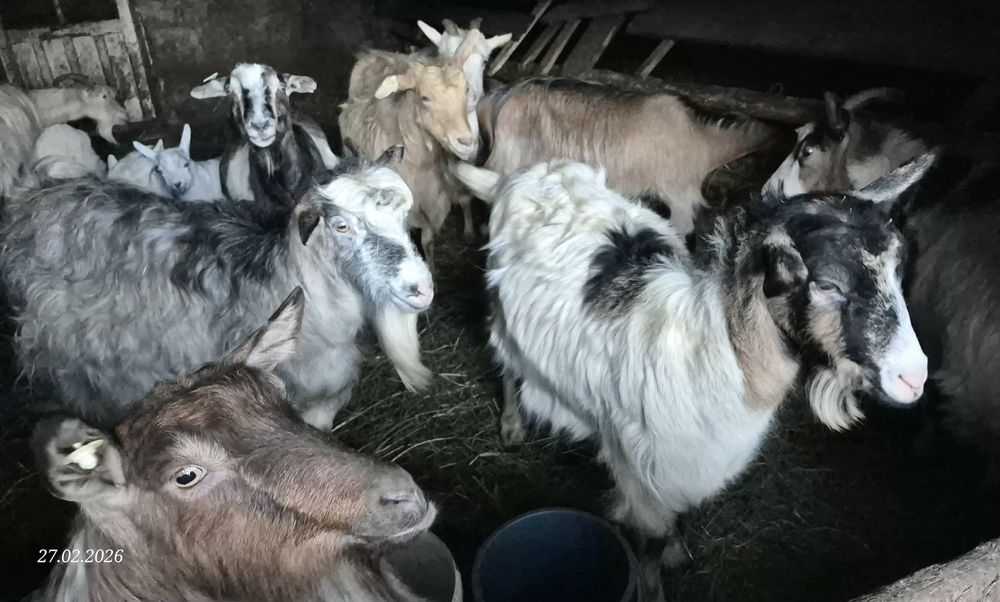 Capre 12 buc si 6 iezi