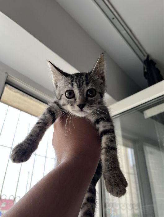 Котенок мальчик митис