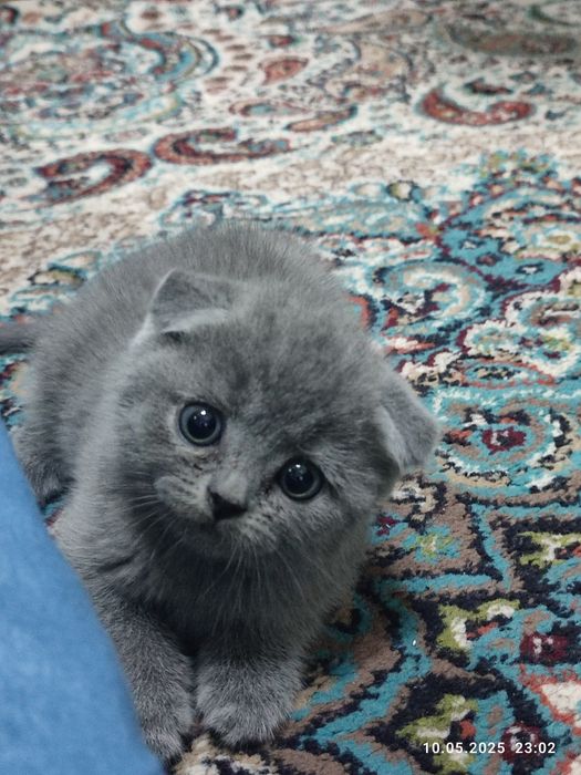 Shatlanskiy uy mushugi