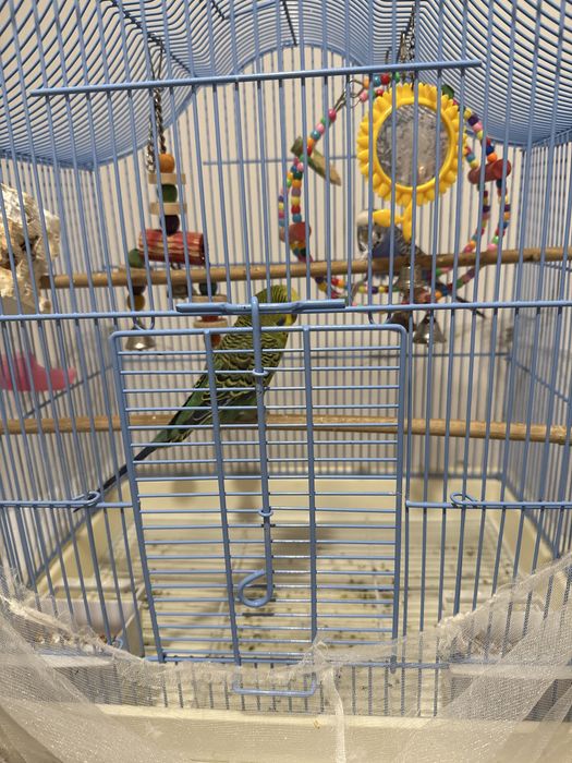 Продоется попугай с клеткой