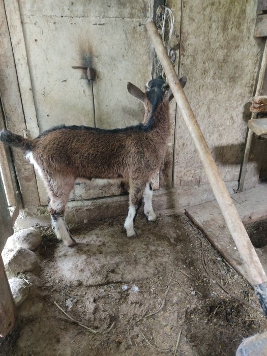 Продам альпийского козлика