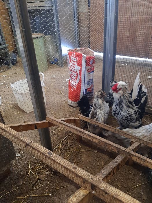 Струмски бантам!