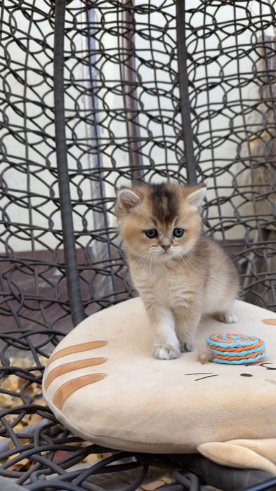 Британские котята