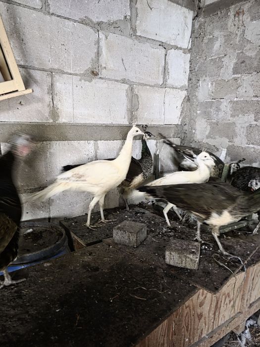 Pauni 2025 standard, albi, umar negru si arlechin. Paunite standard