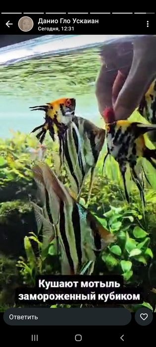 Аквариумные рыбки