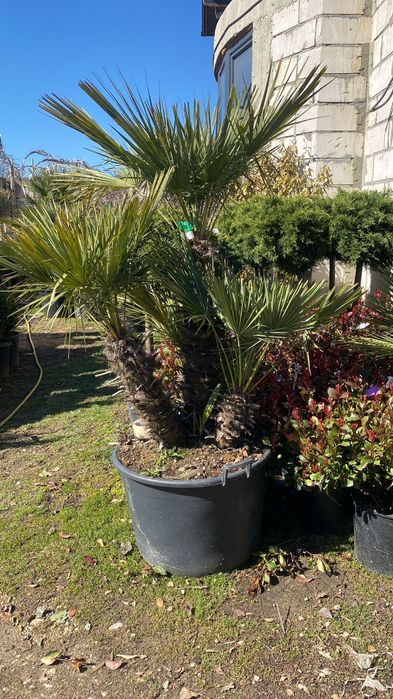 Vindem palmieri de mai multe specii