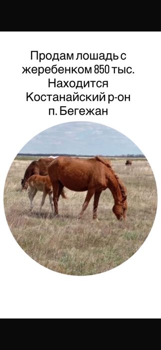 продам лошадь  850.000