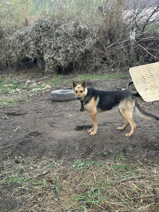 Овчарка немецкая
