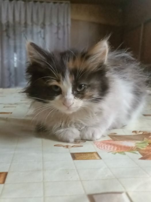 Отдадим в добрые руки