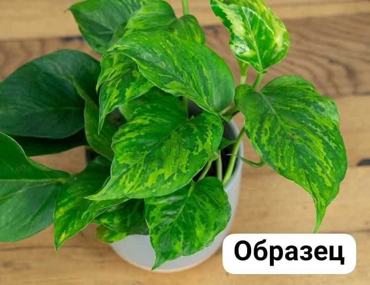 Продам комнатные растения...