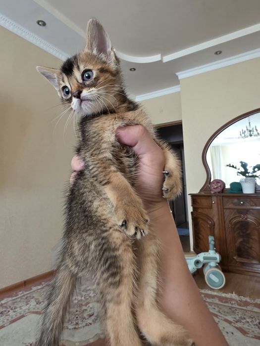 Абиссинский котенок