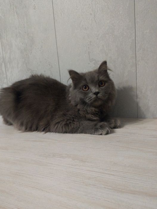 Британский длина шерсть