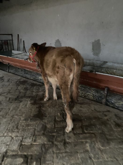 лимузин парода буқача сотилади