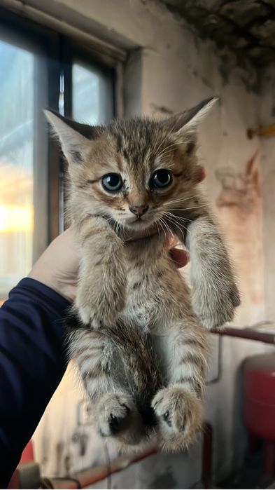 отдам котят в добрые руки