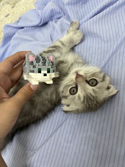 Продам мальенкого котёнка