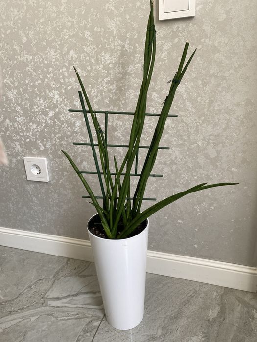 Продам красивый цветок