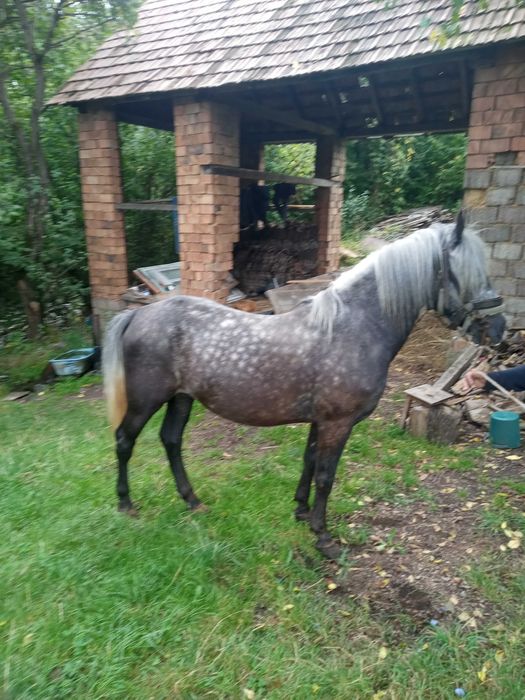 Cal de vânzare din rasa lipițan