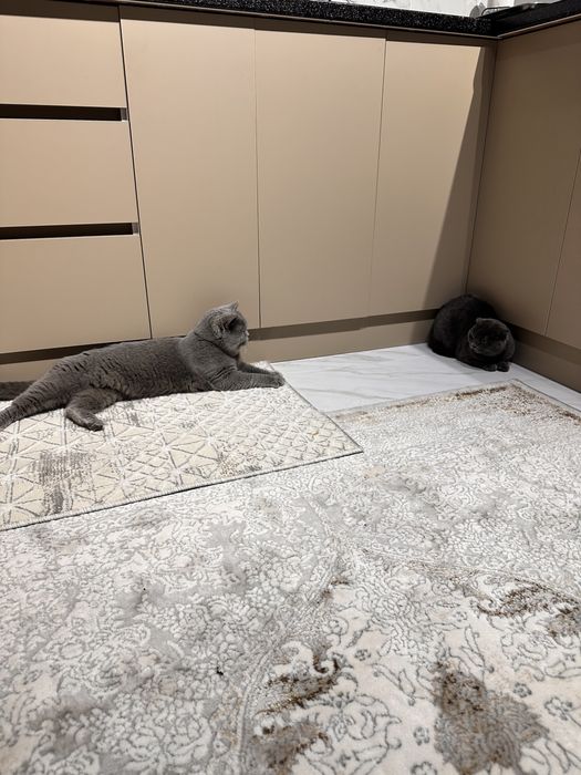 Вязка Скотиш Страйт