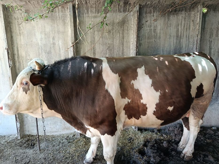 Buqa sotiladi zoridan