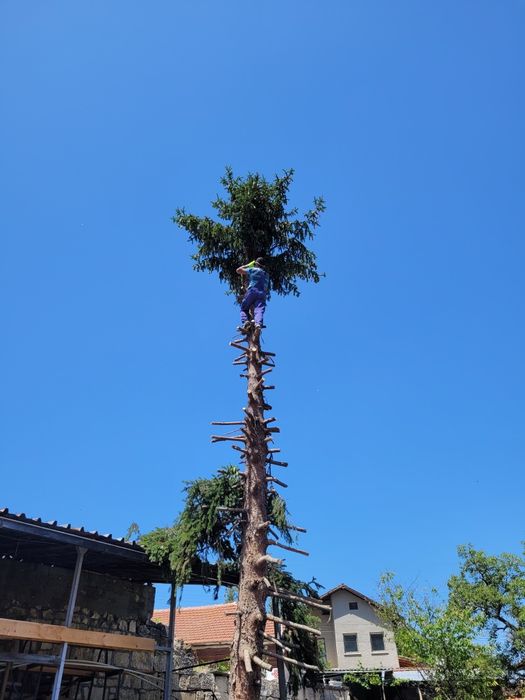 Рязане на опасни дървета