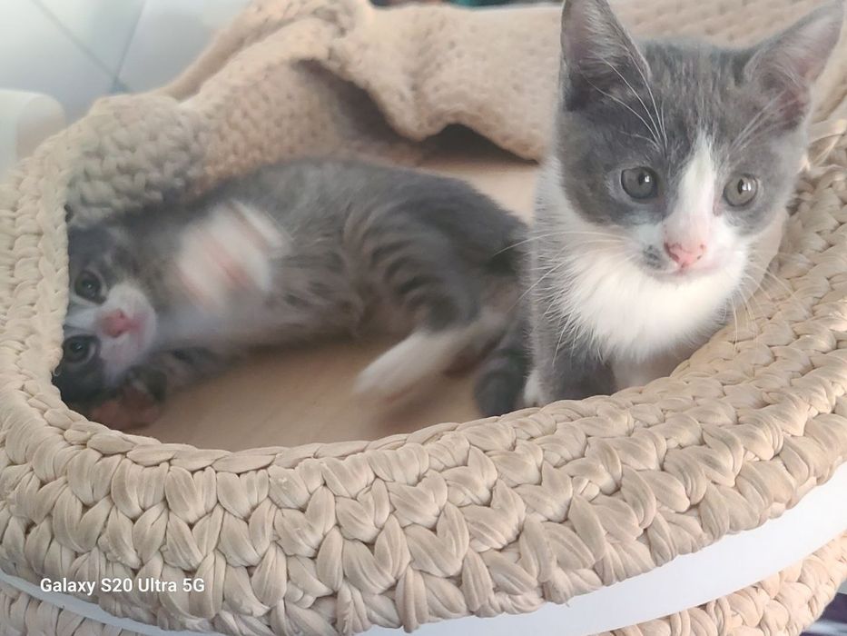 Skottish strayt og'il va qiz 2,5 oylik