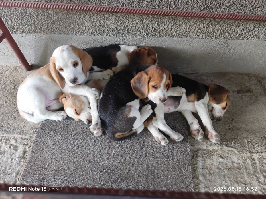Caut casa pentru 5pui beagle bicolori/tricolori