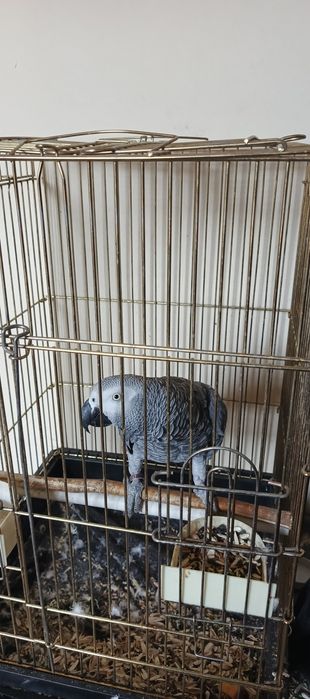 Srochna sotiladi jacco papugay